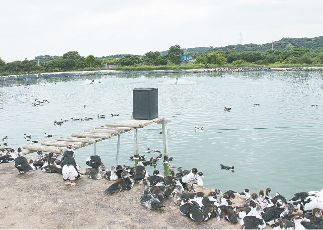 罗非鱼饲料价格多少钱一吨,罗非鱼饲料成本一般多少元