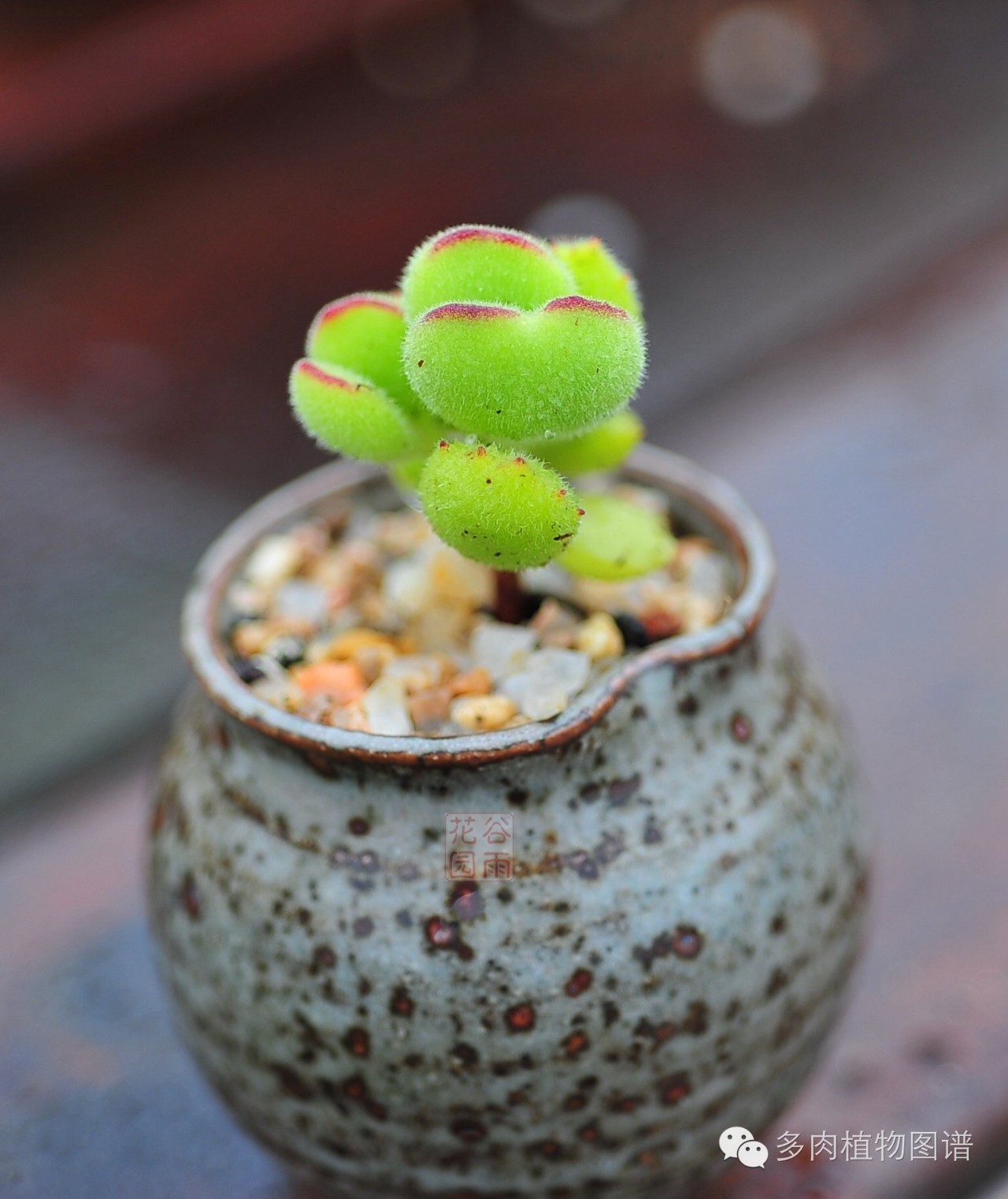 多肉居然能这么美,10种公认最好养爆盆的多肉