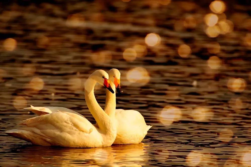 朱迅是小燕子吗,朱迅是朱军的姑娘吗