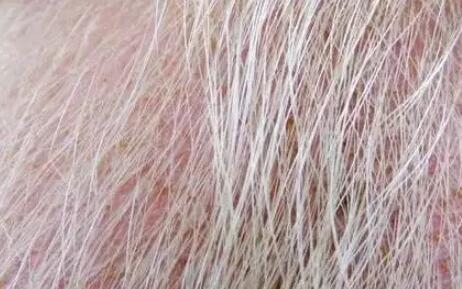 猪光吃不长得慢怎么办,猪吃了饲料毛长是怎么回事