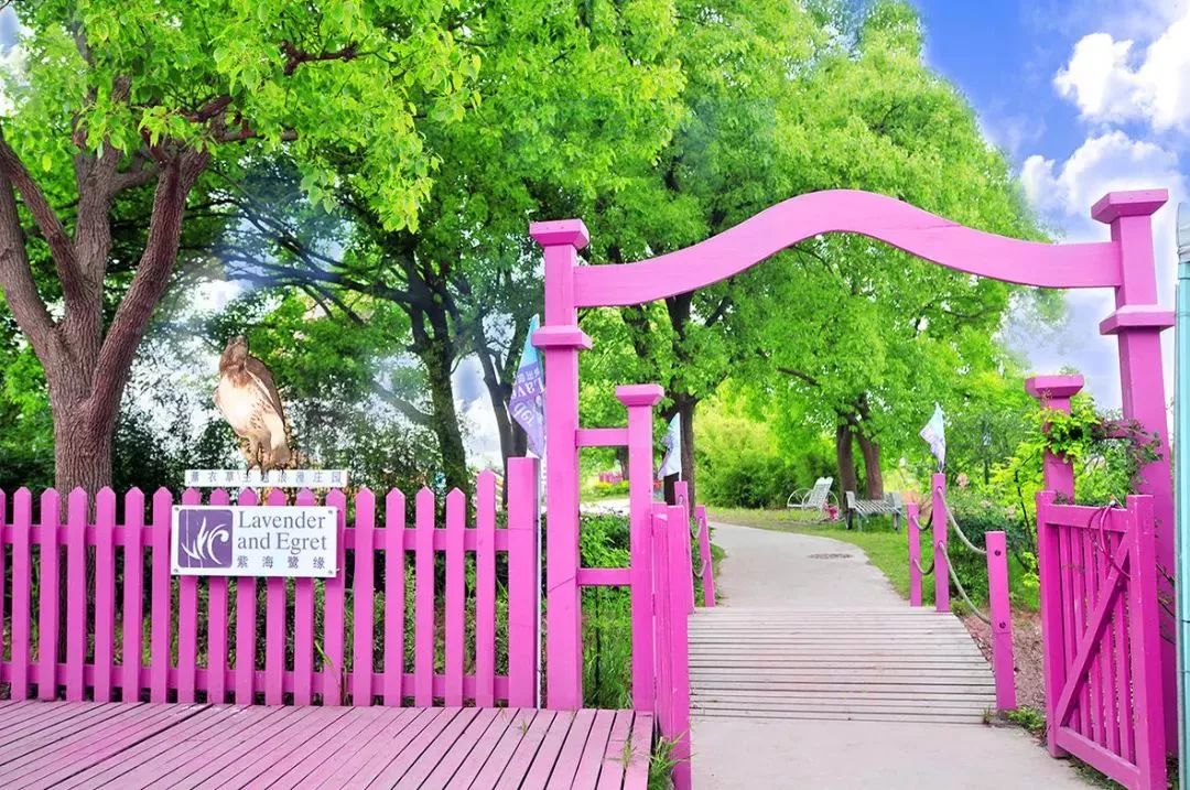 2019上海崇明薰衣草节,崇明薰衣草节旅游攻略