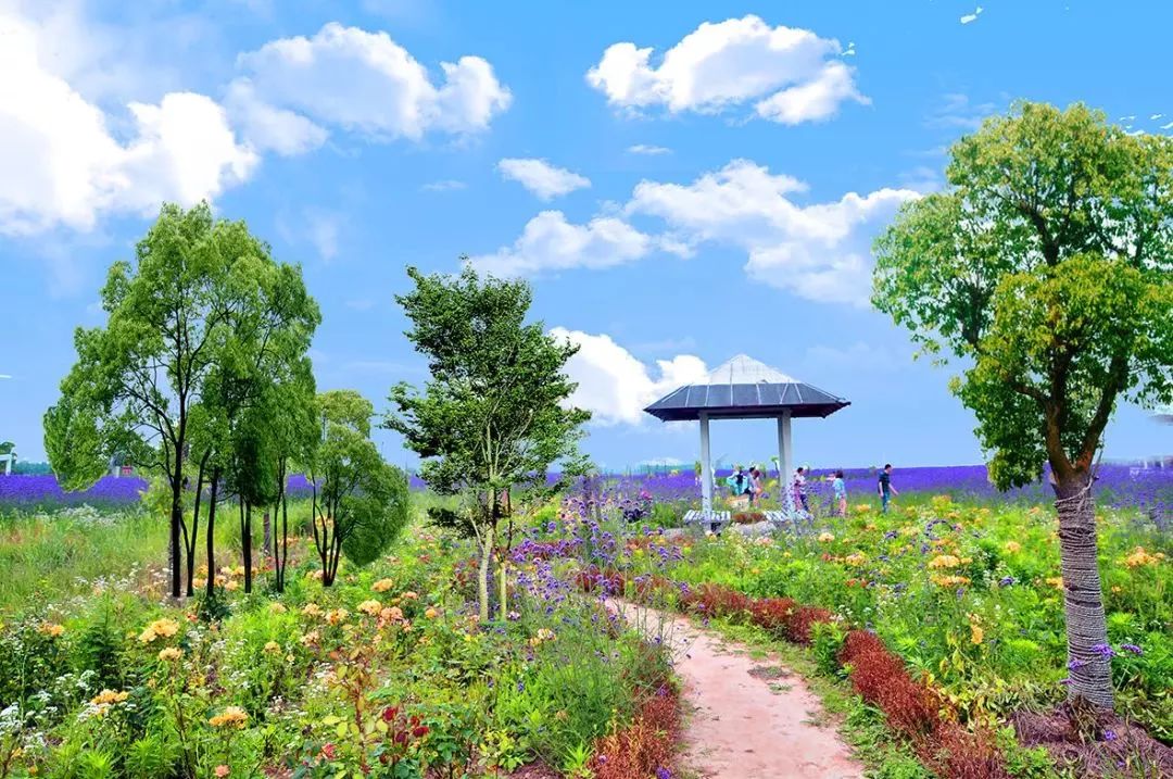 2019上海崇明薰衣草节,崇明薰衣草节旅游攻略