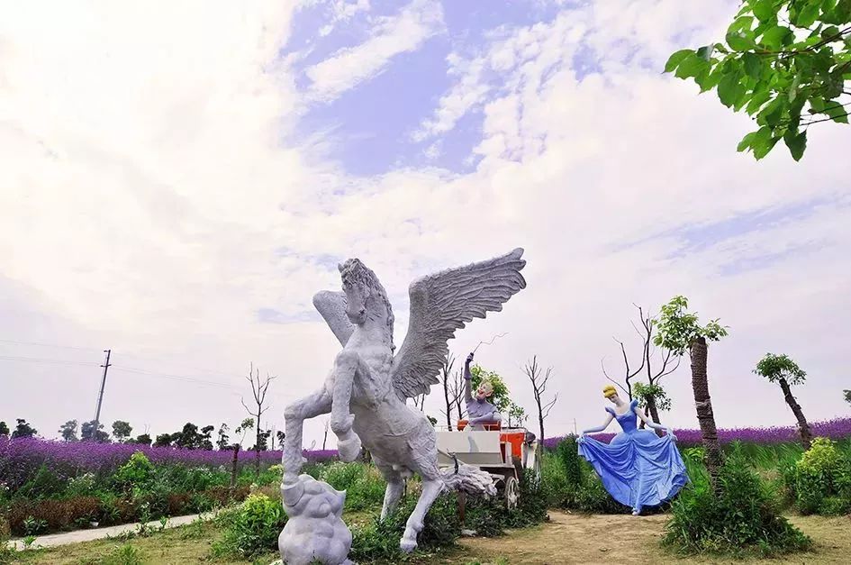 2019上海崇明薰衣草节,崇明薰衣草节旅游攻略