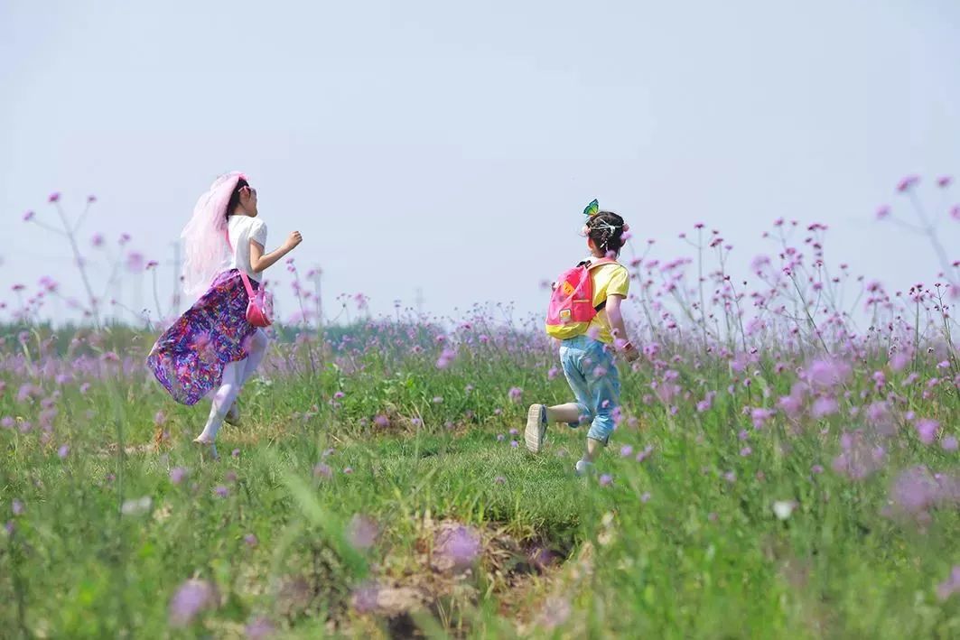 2019上海崇明薰衣草节,崇明薰衣草节旅游攻略
