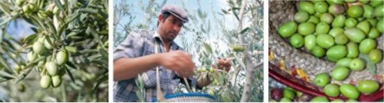 告别夏日肌肤烦恼DHC让你开启绿色美肌生活