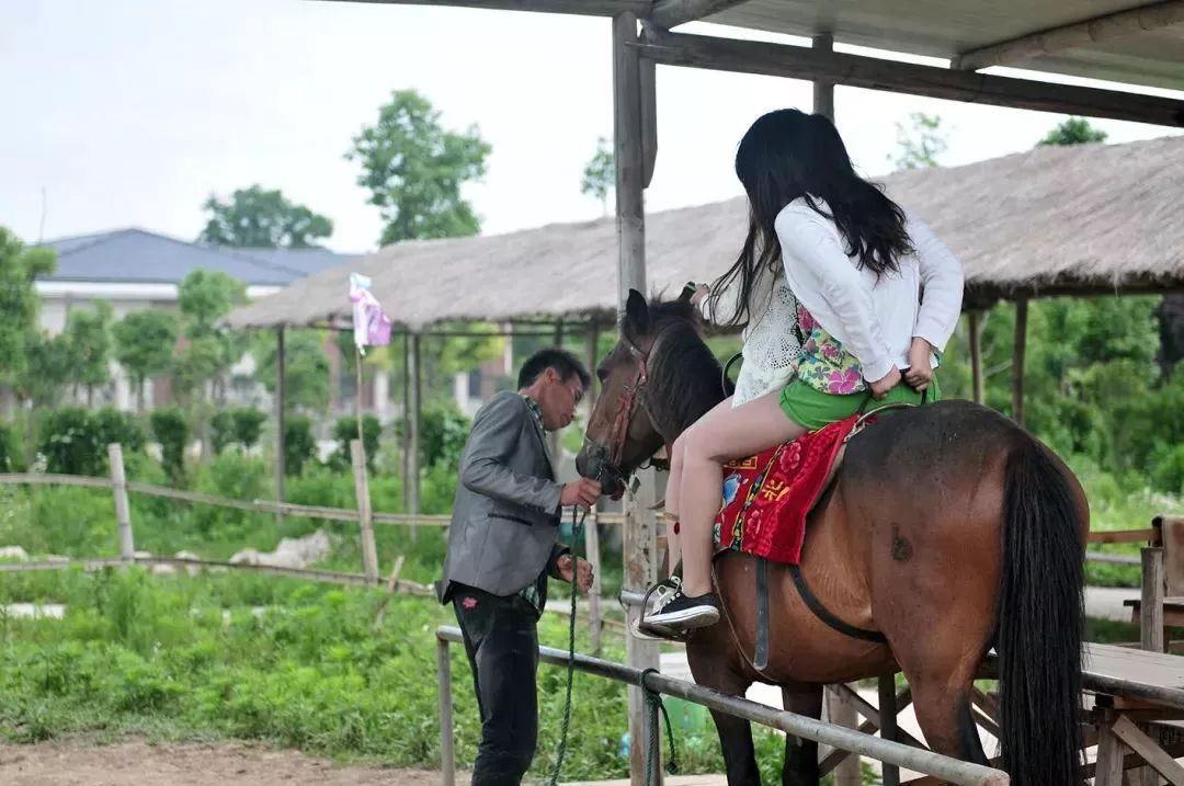 2019上海崇明薰衣草节,崇明薰衣草节旅游攻略