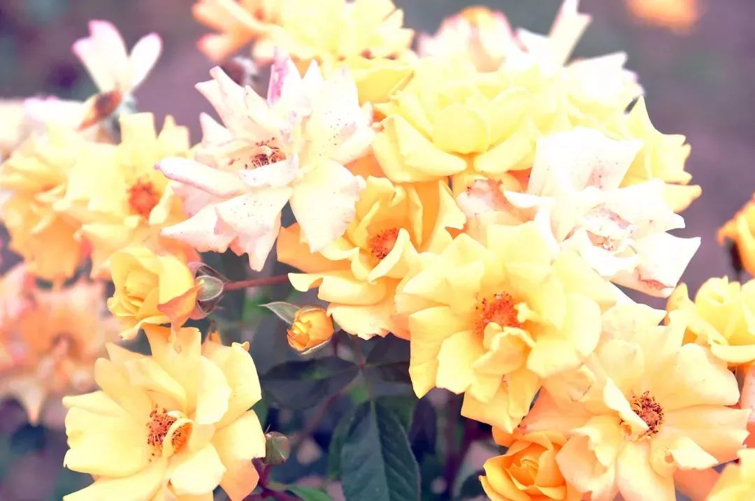 2019上海崇明薰衣草节,崇明薰衣草节旅游攻略