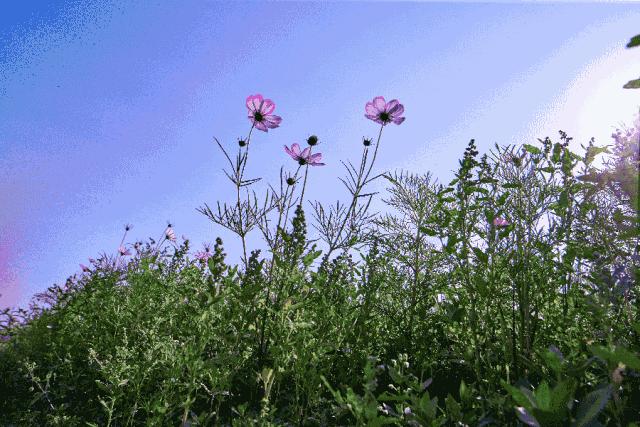 2019上海崇明薰衣草节,崇明薰衣草节旅游攻略