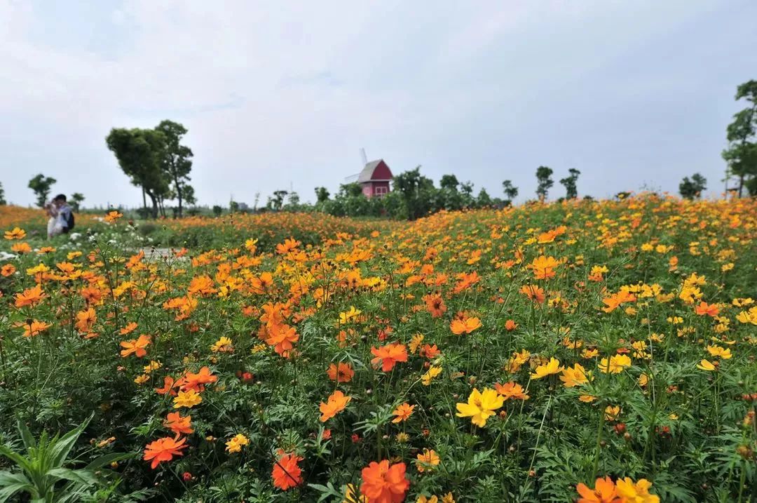 2019上海崇明薰衣草节,崇明薰衣草节旅游攻略
