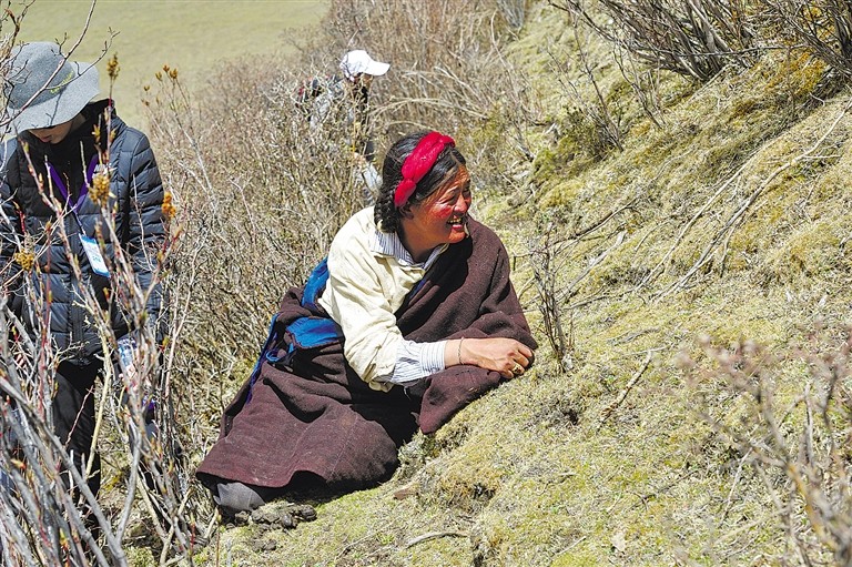 新鲜虫草采挖时间表,记者体验带你辨识采挖冬虫夏草