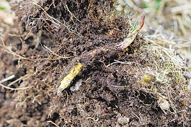 新鲜虫草采挖时间表,记者体验带你辨识采挖冬虫夏草
