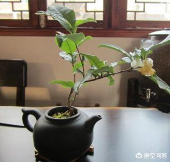 茶叶也能做盆景,家庭种植茶叶盆景