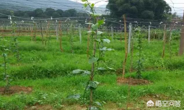 黄金百香果一棵产量,哪种百香果的产量高