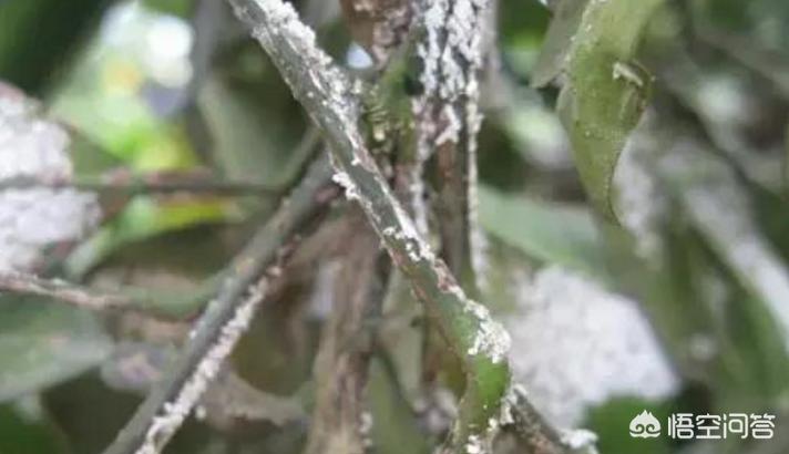 柑橘防治害虫多种药剂混配次序,柑橘1至12月份害虫防治效果图