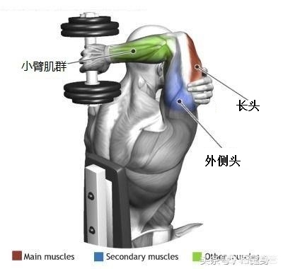 肱三头肌各个头的锻炼方法,卧推肱三头肌三个头哪个着重发力