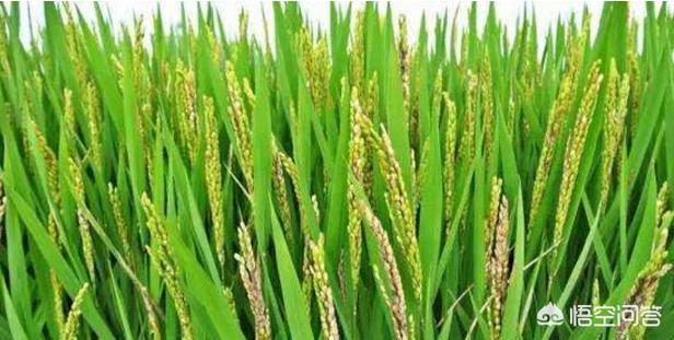 水稻重肥贪青怎么办,水稻贪青最佳治疗方法