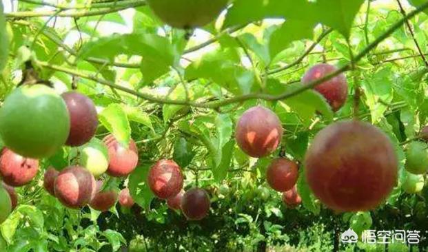 黄金百香果一棵产量,哪种百香果的产量高