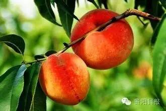 贵阳夏季鲜果采摘全攻略都在这了收好不谢