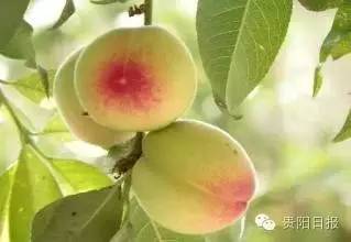 贵阳夏季鲜果采摘全攻略都在这了收好不谢