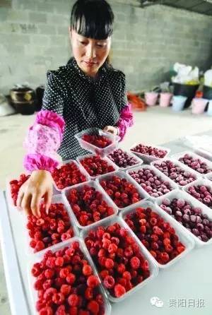 贵阳夏季鲜果采摘全攻略都在这了收好不谢