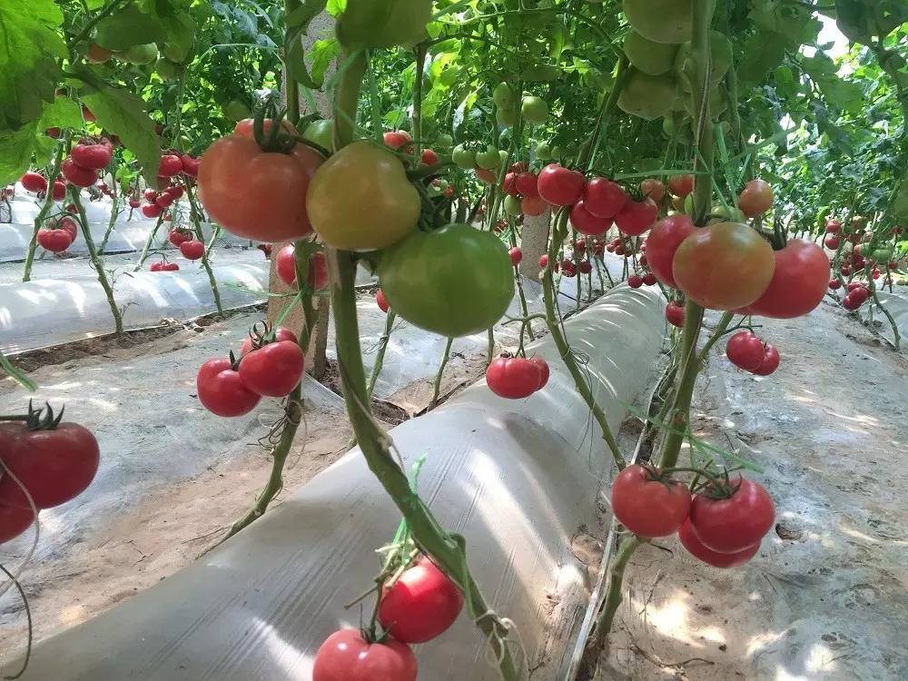 回到沙沙甜甜的味道!三十年番茄品种变迁史