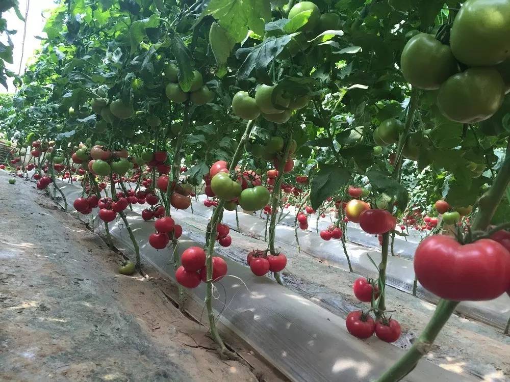 回到沙沙甜甜的味道!三十年番茄品种变迁史