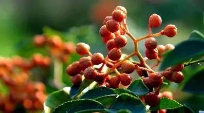 花椒粉和十三香有什么区别,十三香花椒