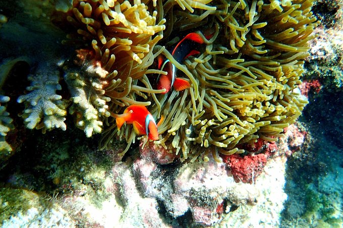 【自助婚纱】菲律宾杜马盖地地区9天8夜蜜月游-详细攻略+大量自拍婚纱照