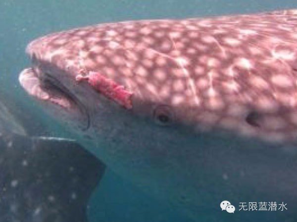 【自助婚纱】菲律宾杜马盖地地区9天8夜蜜月游-详细攻略+大量自拍婚纱照