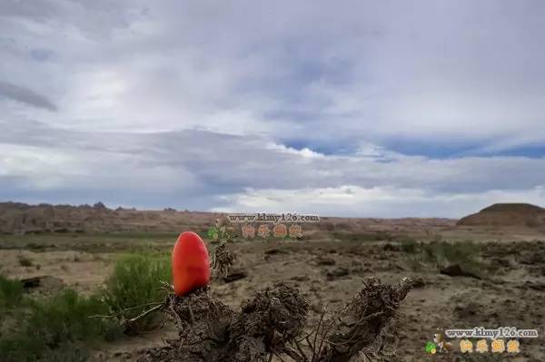 斑彩石是宝石吗,斑彩石宝石家族