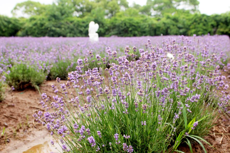 2020崇明花卉博览会,崇明花博会郁金香