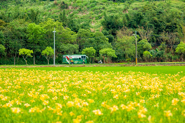 金黄花海盛开！全台六大金针花景点