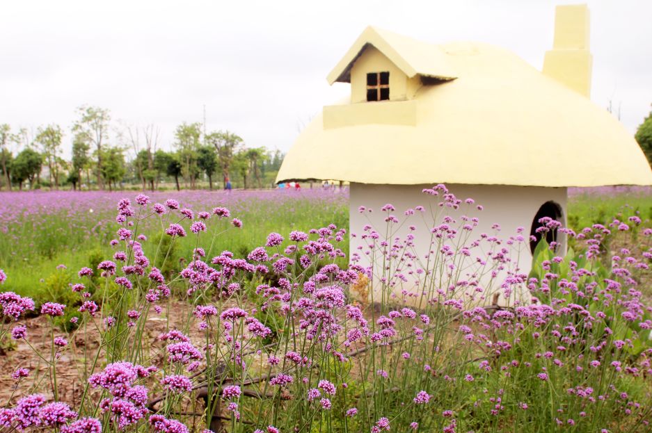 2020崇明花卉博览会,崇明花博会郁金香