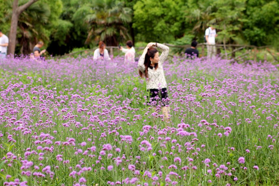 2020崇明花卉博览会,崇明花博会郁金香