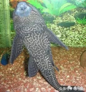 淡海除藻最好的方法,海水除藻