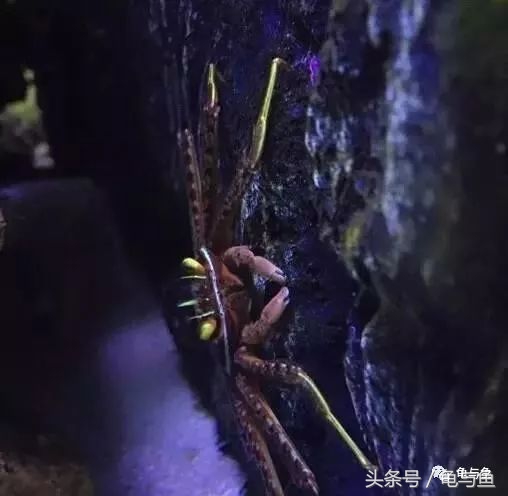 淡海除藻最好的方法,海水除藻