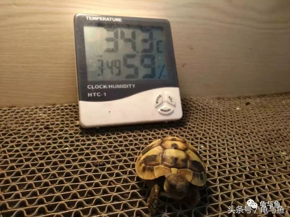 小型陆龟应该喂什么,陆龟龟粮正确的喂养方法