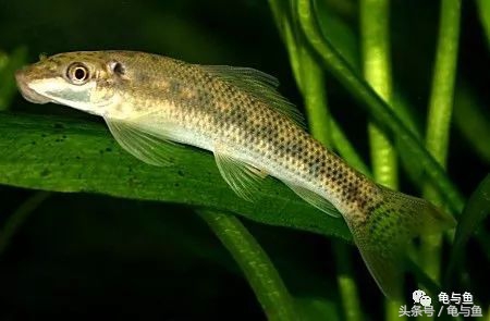 淡海除藻最好的方法,海水除藻