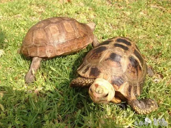 小型陆龟应该喂什么,陆龟龟粮正确的喂养方法