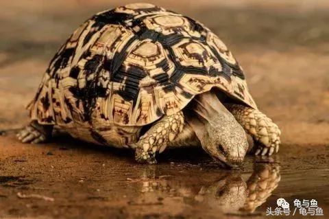 小型陆龟应该喂什么,陆龟龟粮正确的喂养方法