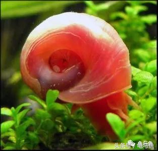 淡海除藻最好的方法,海水除藻