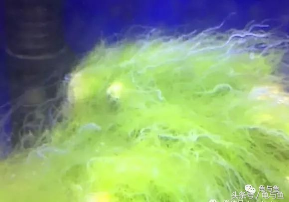 淡海除藻最好的方法,海水除藻