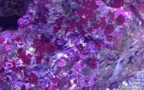 淡海除藻最好的方法,海水除藻