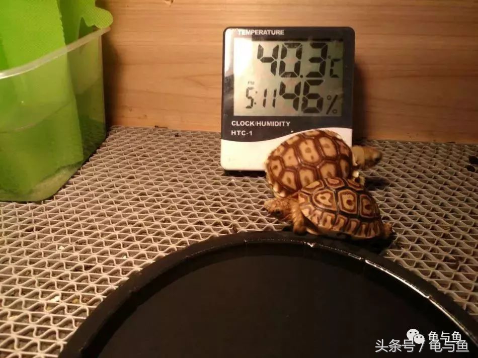 小型陆龟应该喂什么,陆龟龟粮正确的喂养方法