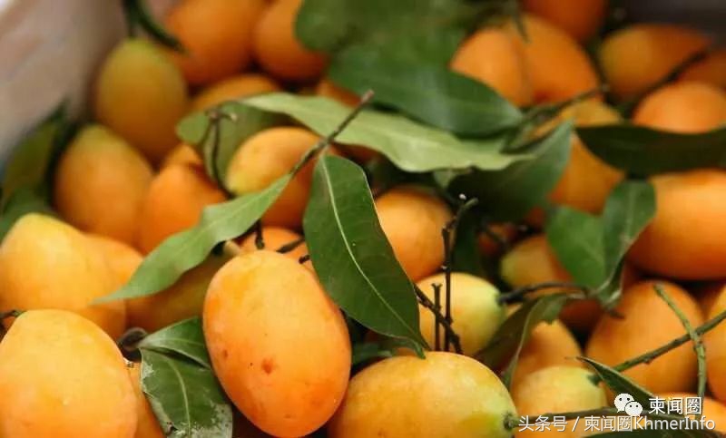 柬埔寨热带水果怎么挑选,柬埔寨哪几种水果好吃又便宜