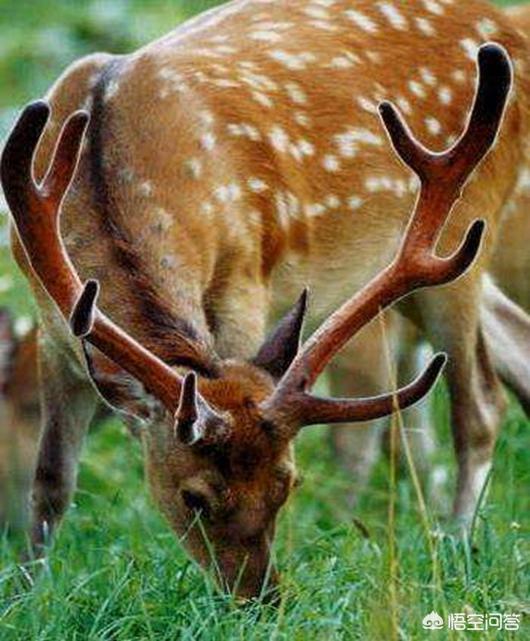 鹿茸中药功效与作用及食用方法,中药鹿茸的功效和吃法及禁忌