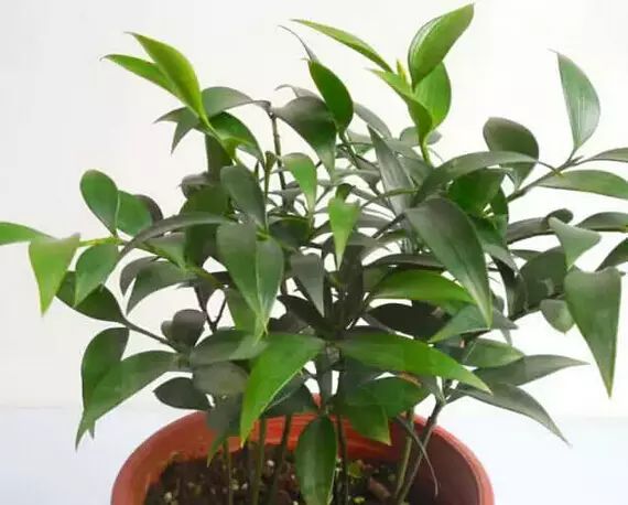 孔雀竹芋喜阴观叶植物室内盆栽,9种非常好养活的室内观叶植物