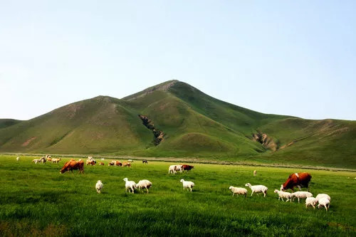 锡林郭勒盟美食手把肉,美食舌尖上的中国