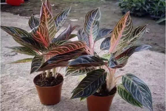 孔雀竹芋喜阴观叶植物室内盆栽,9种非常好养活的室内观叶植物