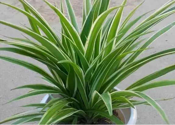 孔雀竹芋喜阴观叶植物室内盆栽,9种非常好养活的室内观叶植物